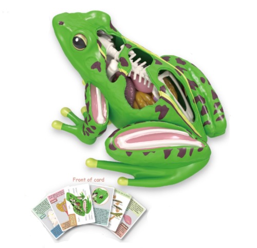 개구리해부모형