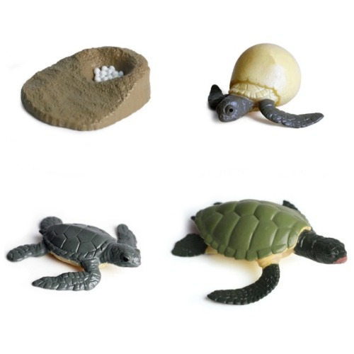 성장과정피규어거북이+활동지(2770)