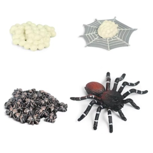 성장과정피규어거미+활동지