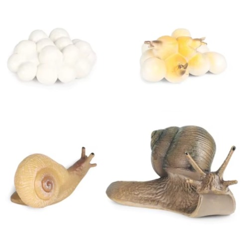 성장과정피규어달팽이+활동지