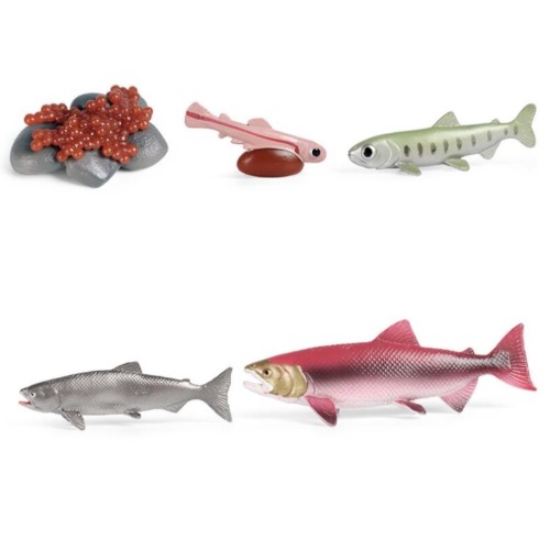 성장과정피규어연어+활동지