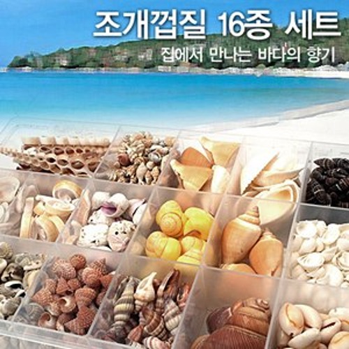 조개껍데기16종
