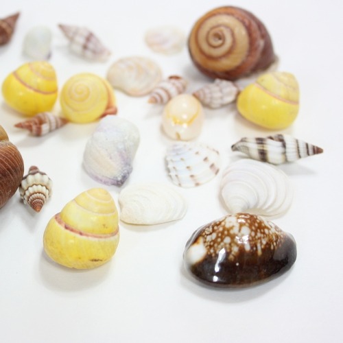 중형조개종합재료-7가지묶음