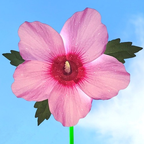 무궁화바람개비만들기