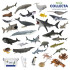 컬렉타교육세트베스트해양30종