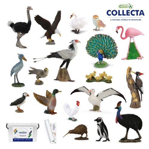 컬렉타교육세트베스트조류18종