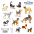 컬렉타교육세트베스트강아지/고양이 12종