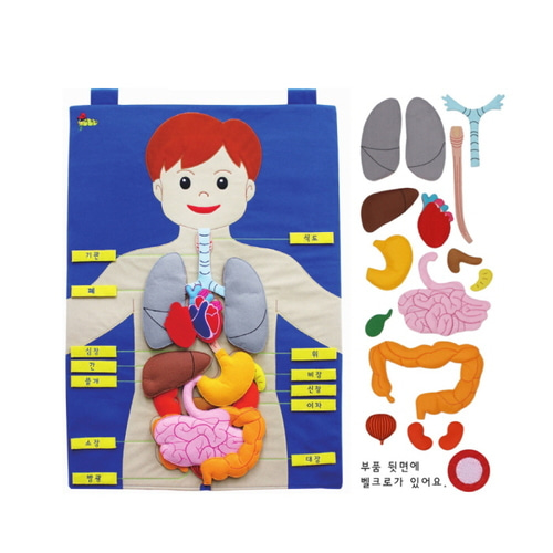 차트신체기관(한글)