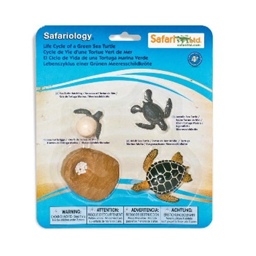 푸른바다거북의성장과정